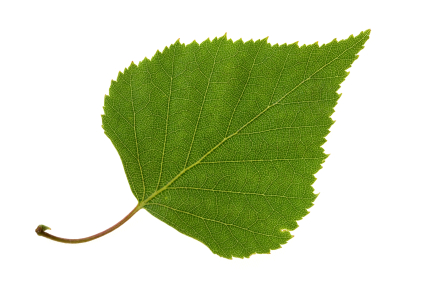 Birch leaf isolated on the white