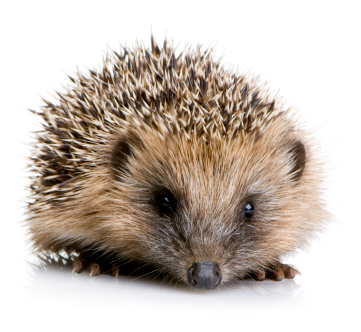 hedgehog