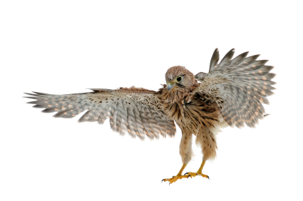 kestrel