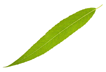 Willow leaf