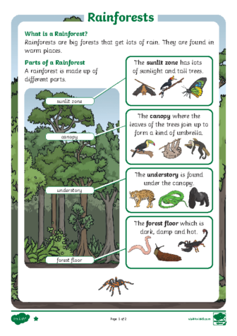 t-l-9586-ks1-rainforests-differentiated-reading-comprehension-activity-_ver_1