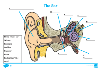 ear-diagram-and-labelling-activity-sheet-_ver_4