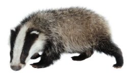 badger