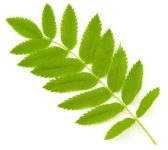 Mountain Ash Leaves Isolated On White Backgrond